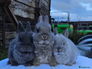 Netherland Dwarf rabbits Netherland Dwarf Buck 💙🐰 - Advert 3