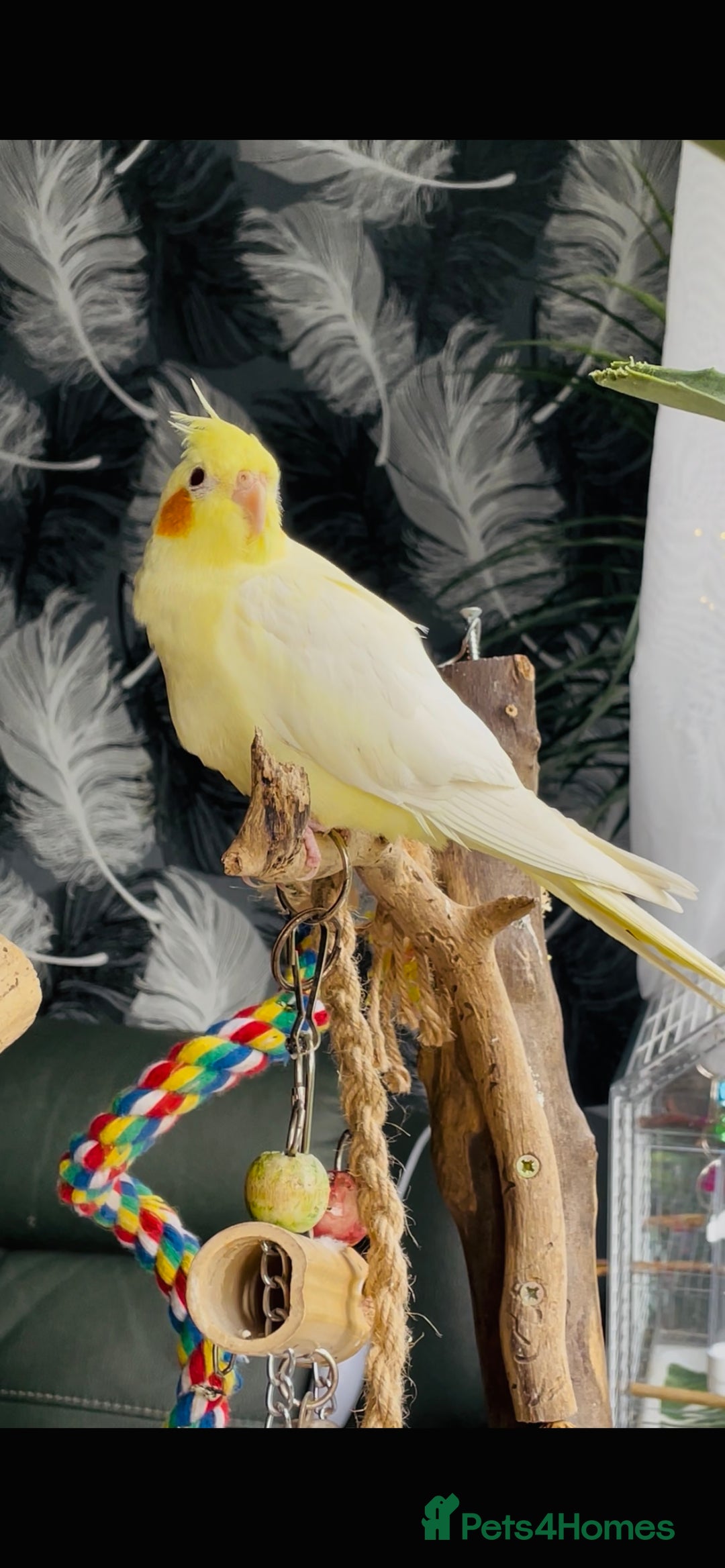Cockatiels birds for sale: Beautiful extremely tame cockatiel  - Image 3