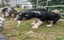 Mixed Breed dogs for sale: collie x Huntaway  pups one boy left  - Image 11
