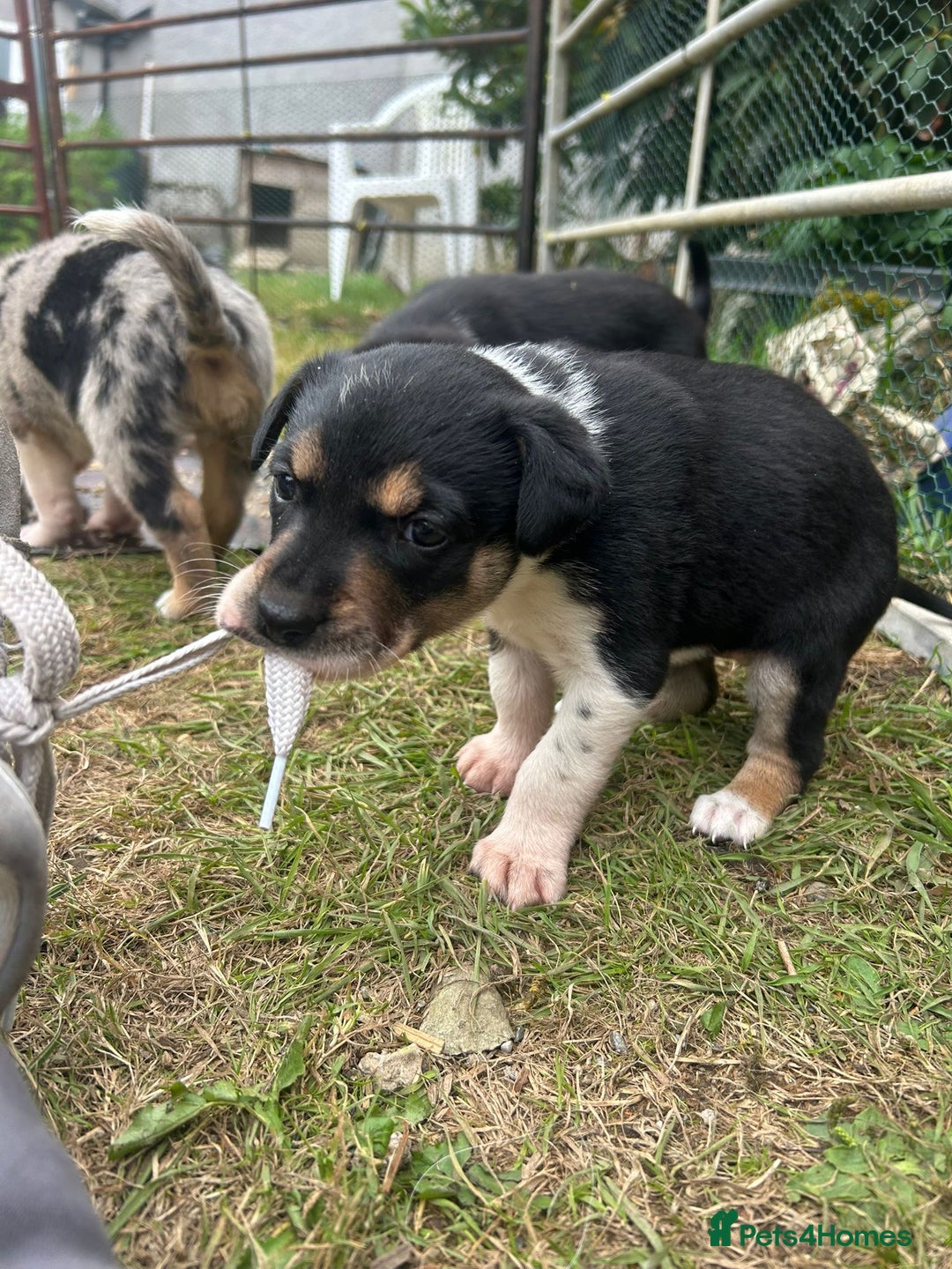 Mixed Breed dogs for sale: collie x Huntaway  pups one boy left  - Image 11