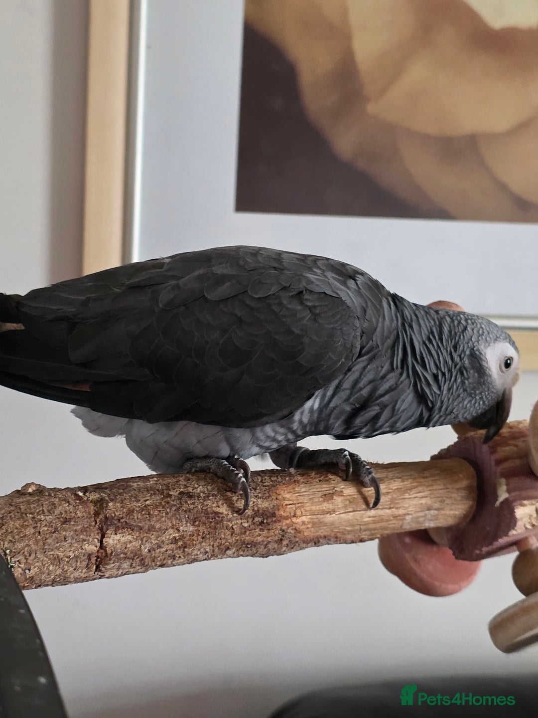 Parrots birds for sale: Timneh african grey  - Image 4