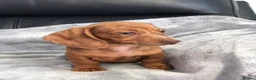 Dachshund dogs for sale: Dachshund Puppies - Advert 8