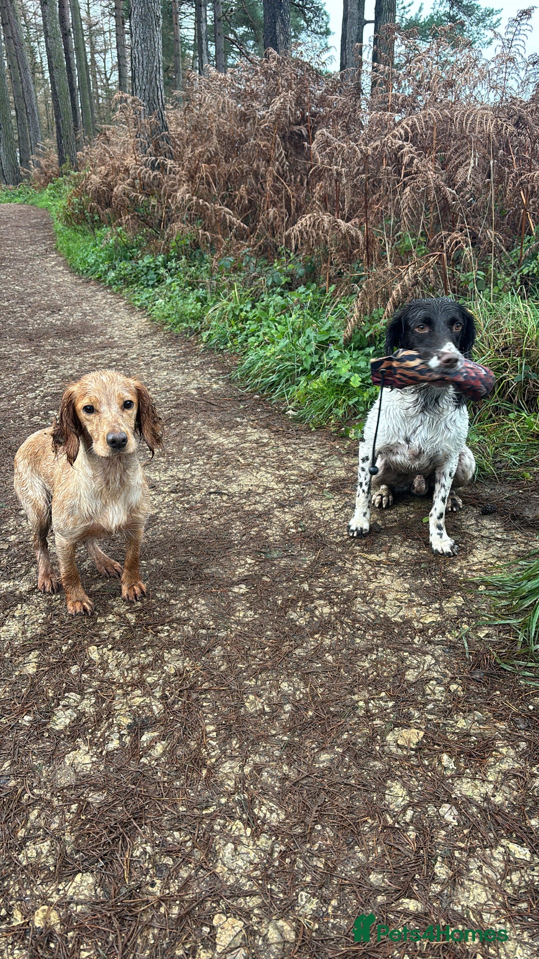 English Springer Spaniel dogs for stud: KC Springer for ❗️STUD❗️ - Advert 2
