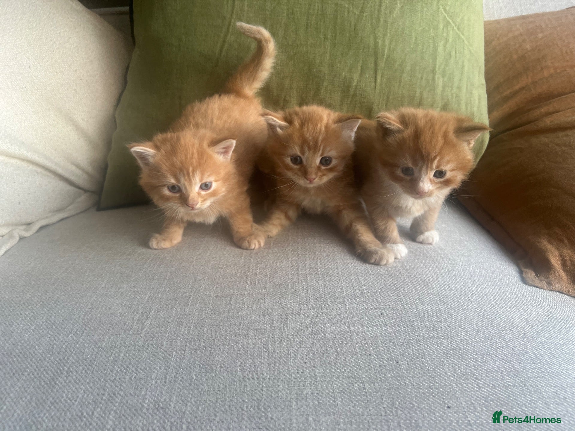 Mixed Breed cats Three (3) ginger kittens for sale - Advert 2