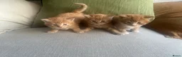 Mixed Breed cats for sale: Three (3) ginger kittens for sale - Advert 1