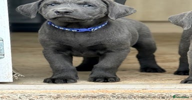 Labrador Retriever dogs - Advert 12