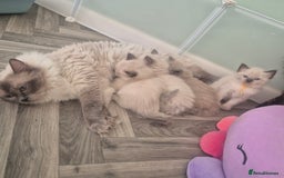 Ragdoll cats for sale: Beautiful Ragdolls Parents health tested 💖 - Image 9