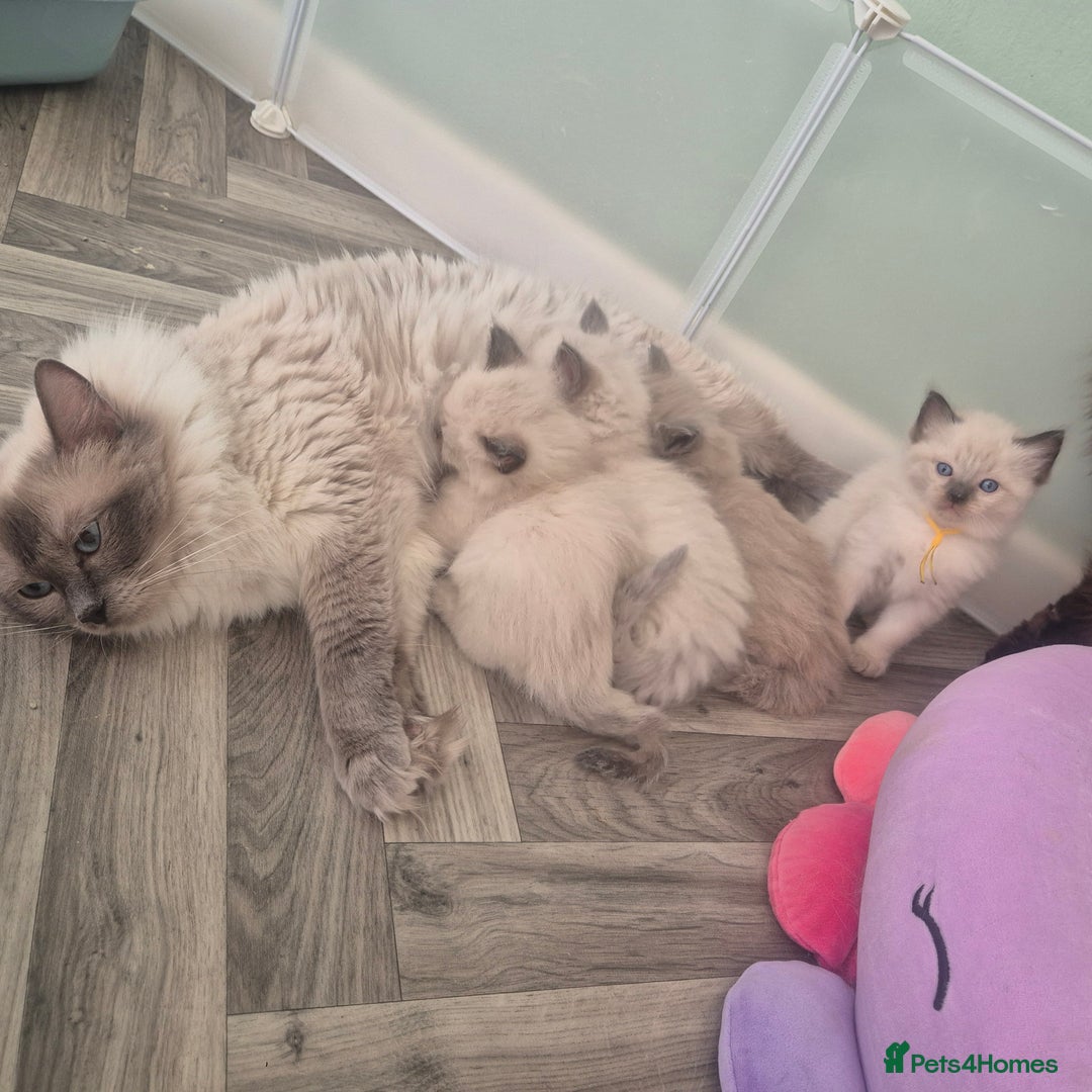 Ragdoll cats for sale: Beautiful Ragdolls Parents health tested 💖 - Image 9