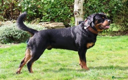 Rottweiler dogs for sale: Dexter, Rottweiler - Image 8