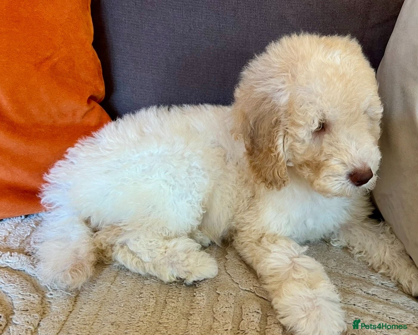 Labradoodle dogs READY NOW! Labradoodle puppy Fun Fluffy, LAST 1!!  - Advert 2