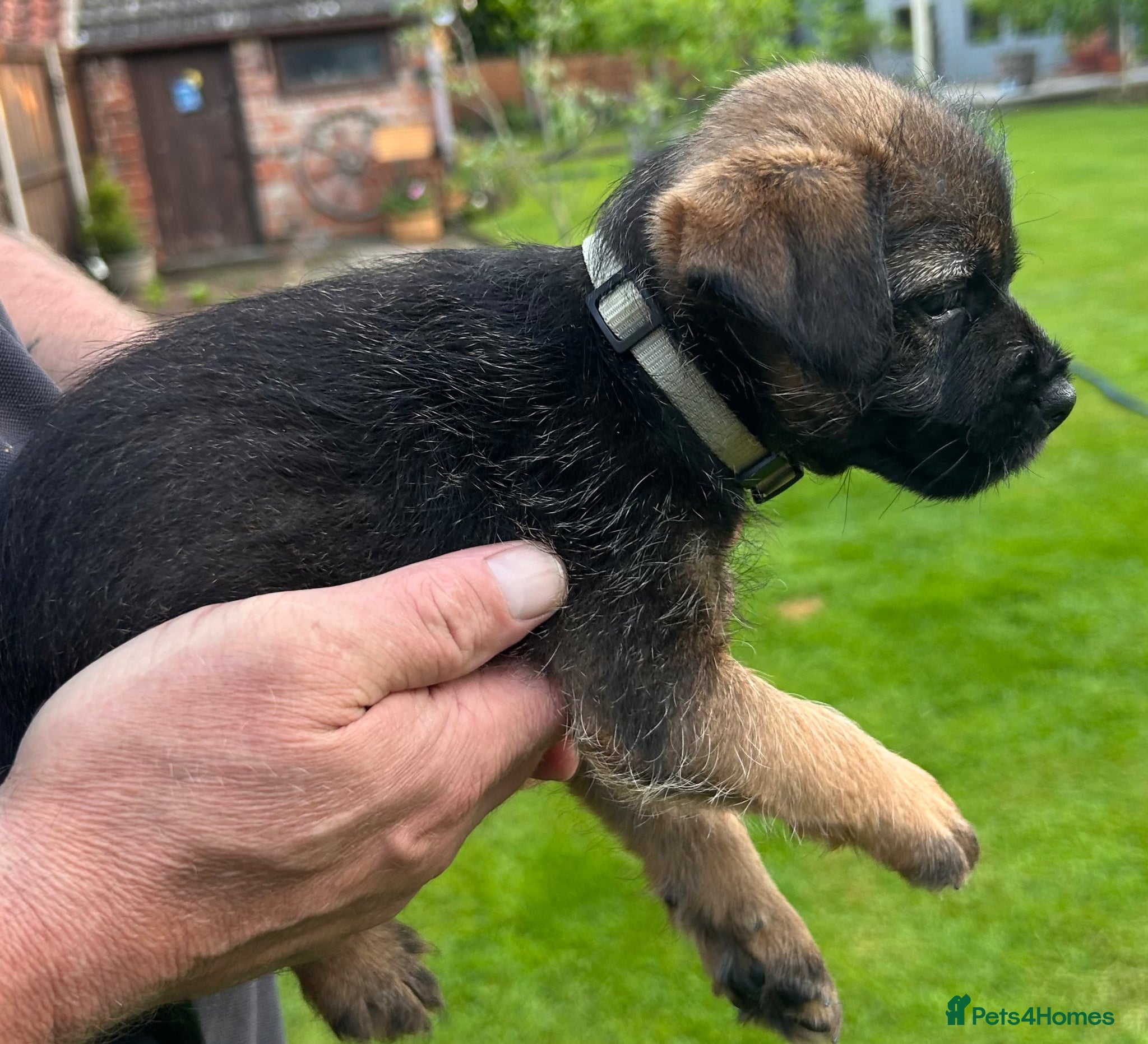 Border Terrier dogs KC reg Border terrier puppies  - Advert 2