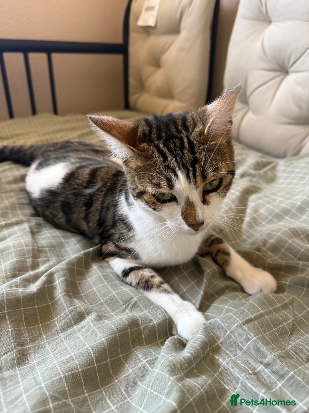 Mixed Breed cats for sale: 🐾 For Sale: 3 Unique Kittens (2 Boys & 1 Girl)  in Wokingham - Advert 2