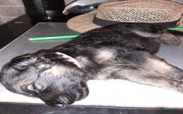 German Shepherd dogs for sale: German shepherd pups - Image 7