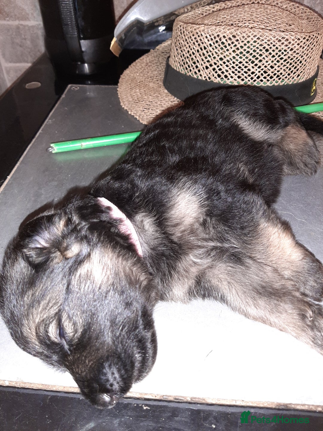 German Shepherd dogs for sale: German shepherd pups - Image 7