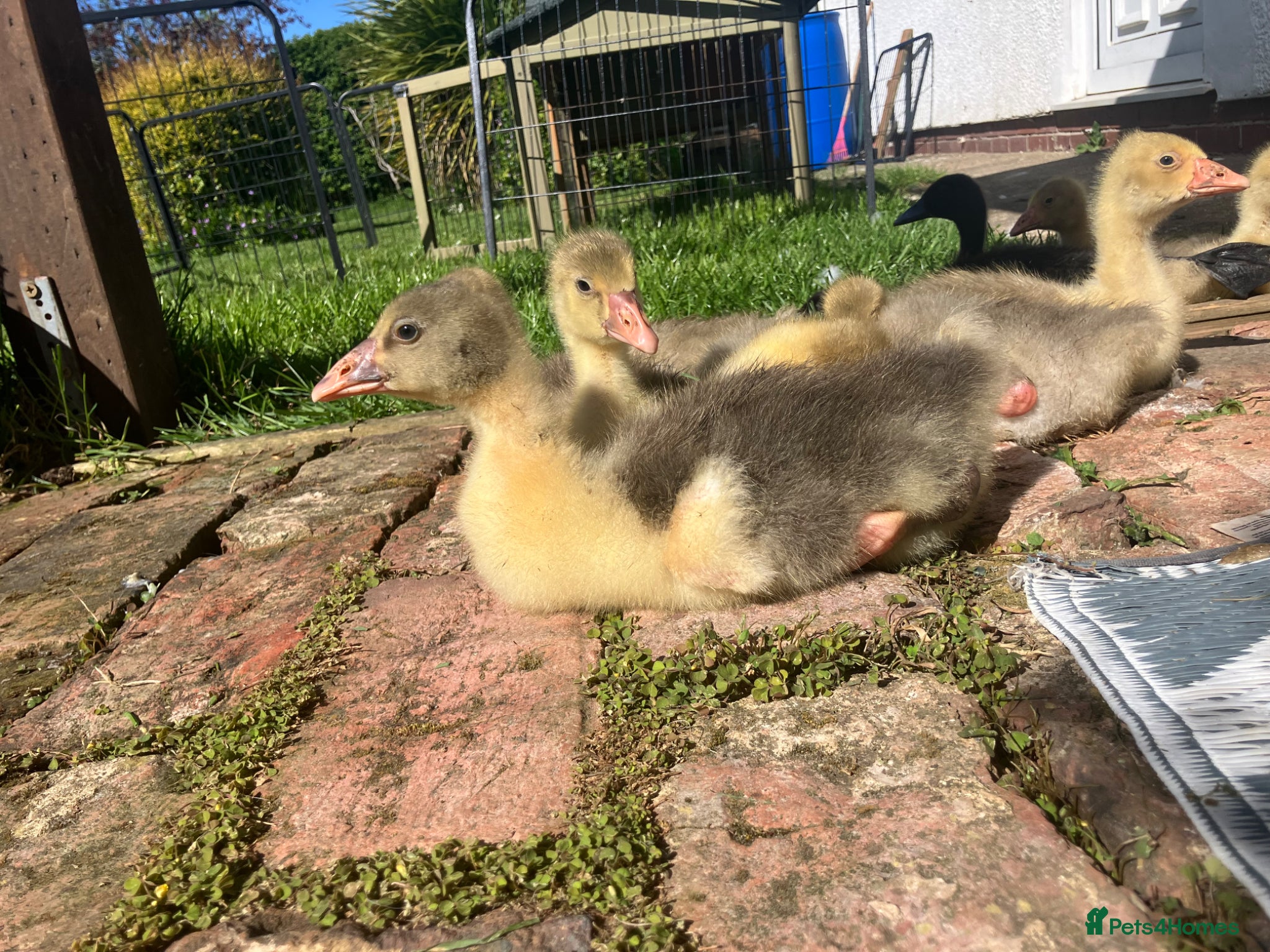 Ducks poultry Ducklings, goslings, chicks and hatching eggs - Advert 5