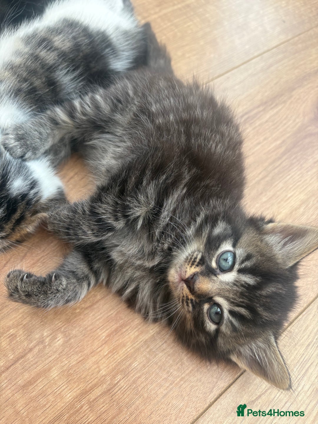 Mixed Breed cats for sale: Gorgeous, tan, black, grey Tabby Male Kitten 🐱  - Image 3