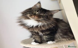 Maine Coon cats for sale: Male, Maine coon - Image 1