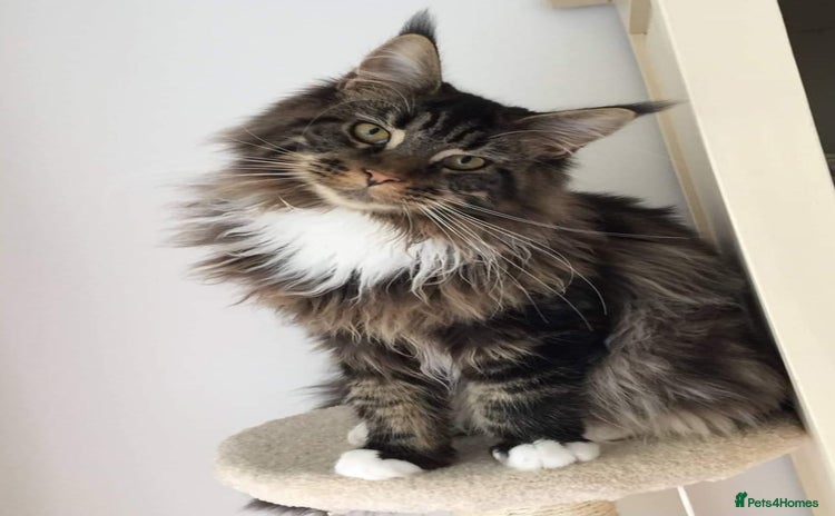 Maine Coon cats - Advert 6