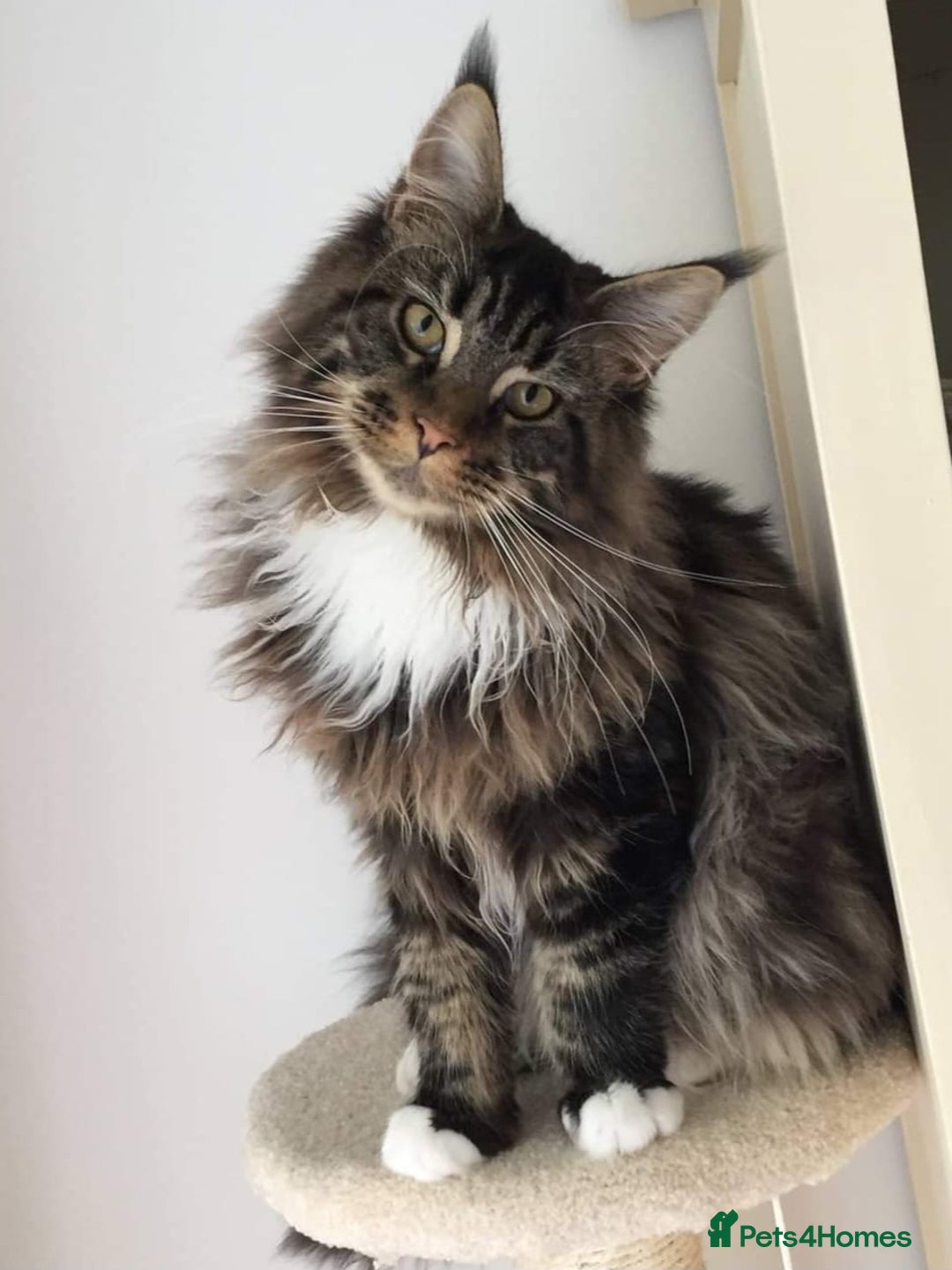 Maine Coon cats for sale: Male, Maine coon - Image 1