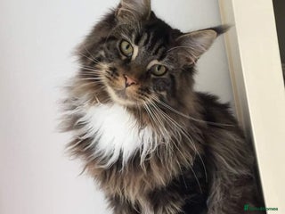 Maine Coon cats Male, Maine coon - Advert 12