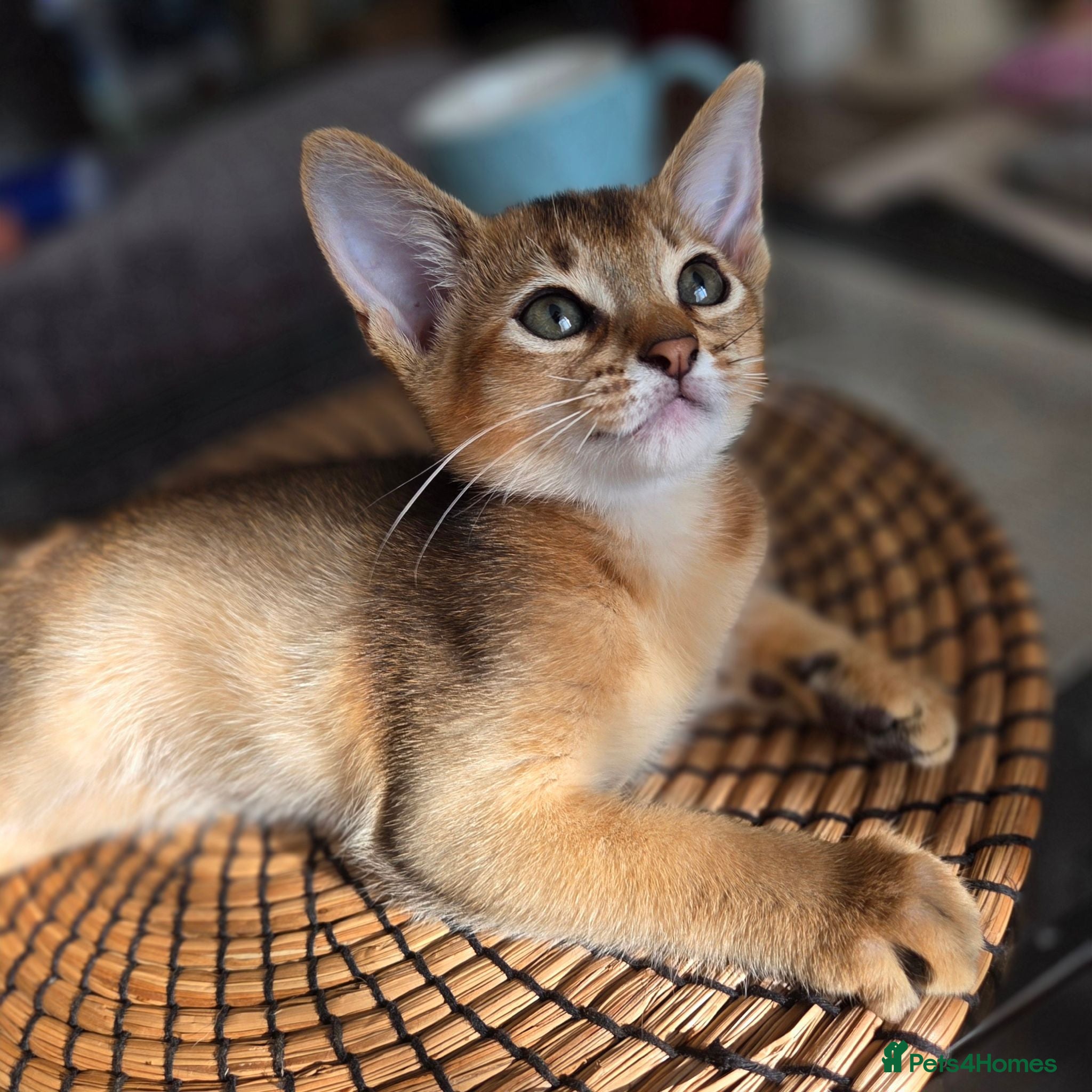 Abyssinian cats 🔥 TICA Registered Abyssinian Kittens - Advert 8