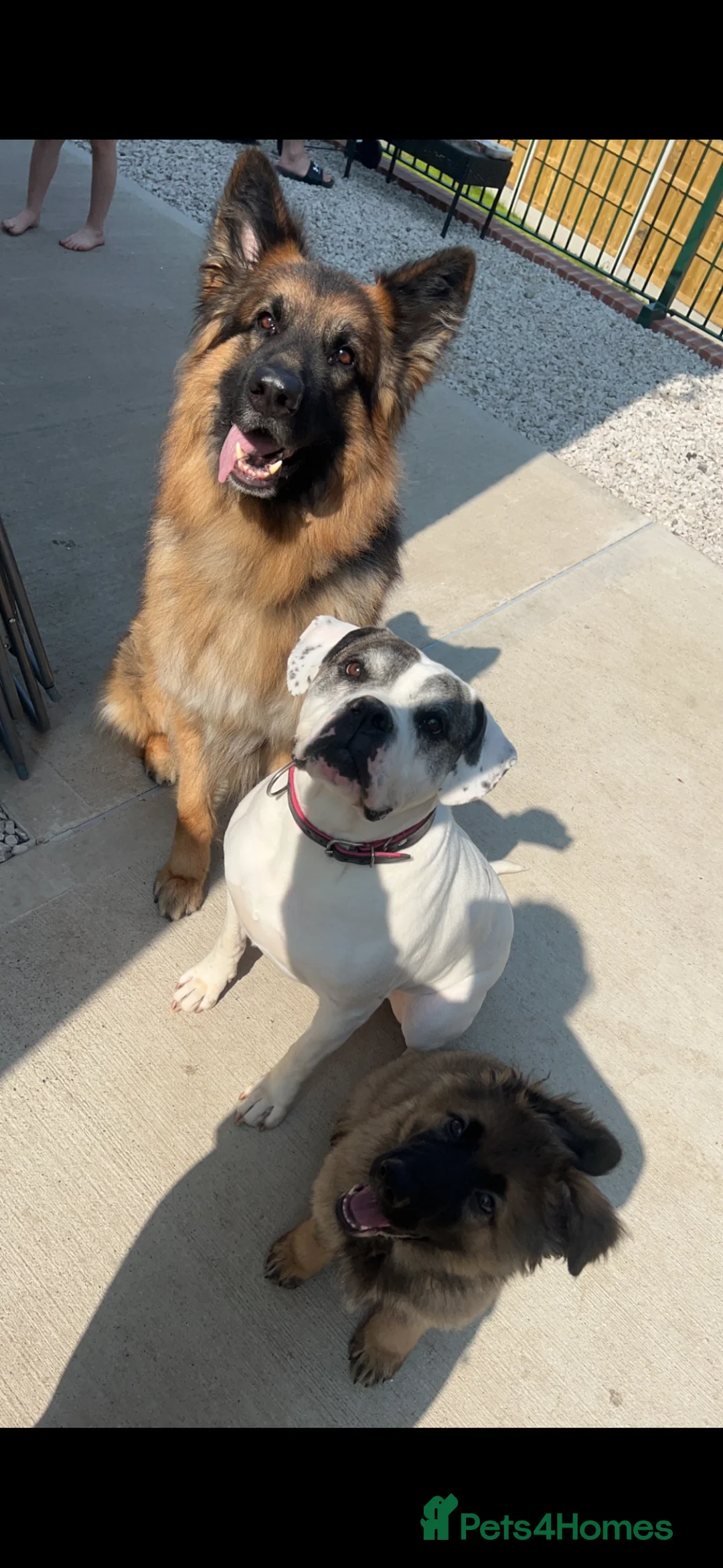 German Shepherd dogs for stud: German shepherd for stud.  in Wrexham - Advert 6