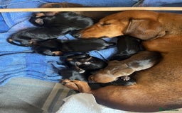 Miniature Dachshund dogs for sale: Litter of 8 mini smooth hair Daschund puppies  - Image 2
