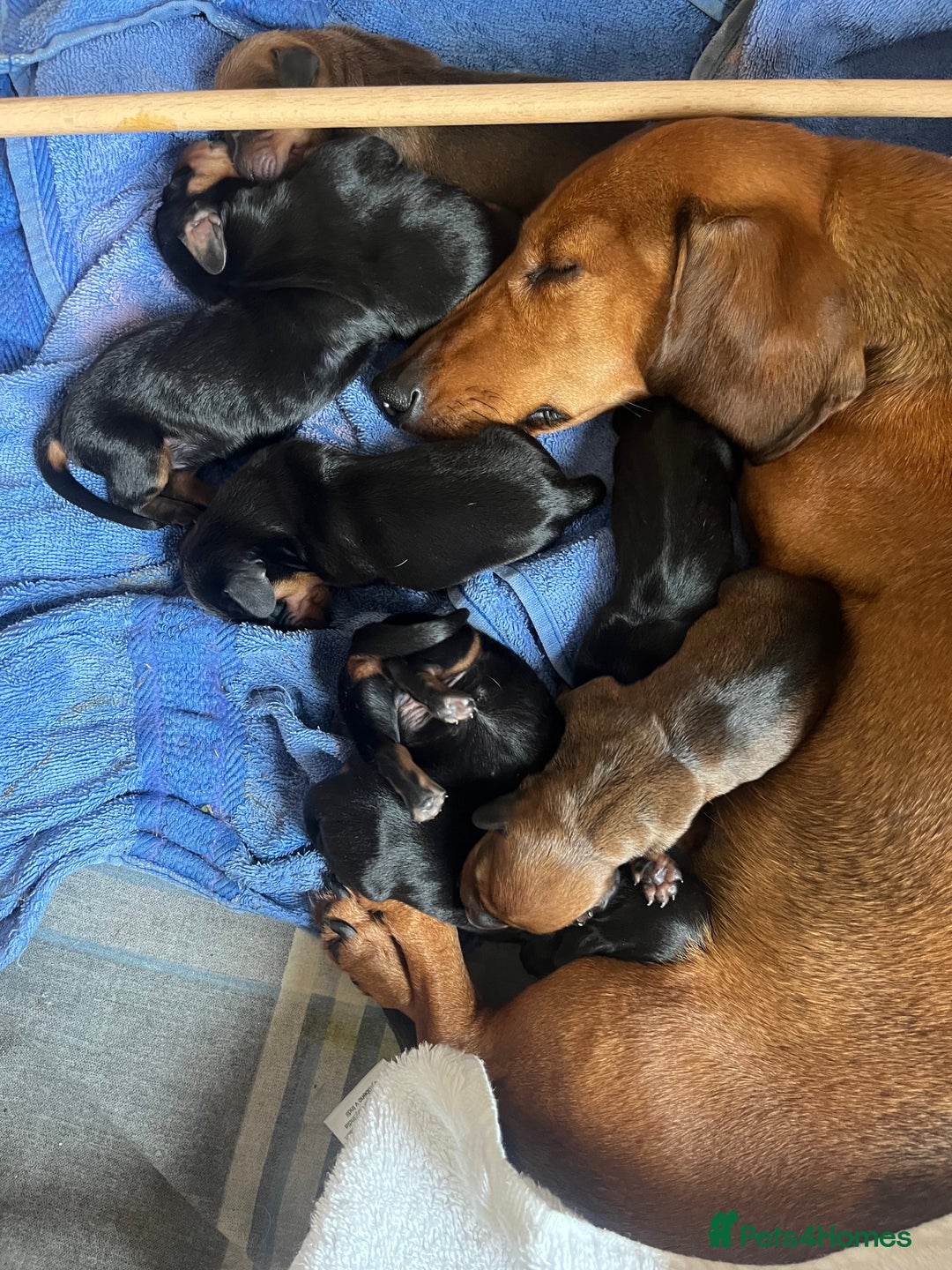Miniature Dachshund dogs for sale: Litter of 8 mini smooth hair Daschund puppies  - Image 2