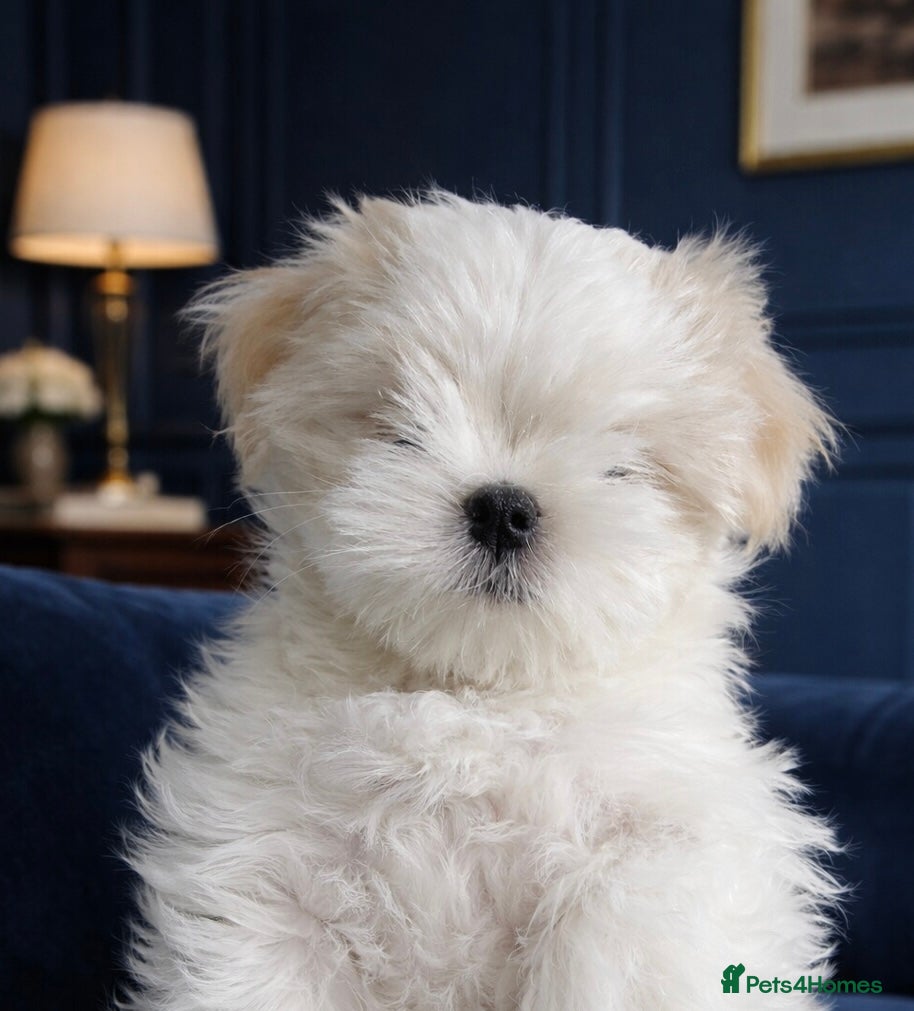 Maltese dogs 🌸 Champion Lineage KC Registered Maltese girls 🌸 - Advert 1