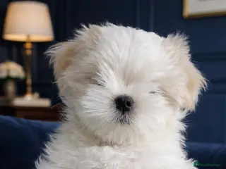 Maltese dogs 🌸 Champion Lineage KC Registered Maltese girls 🌸 - Advert 1