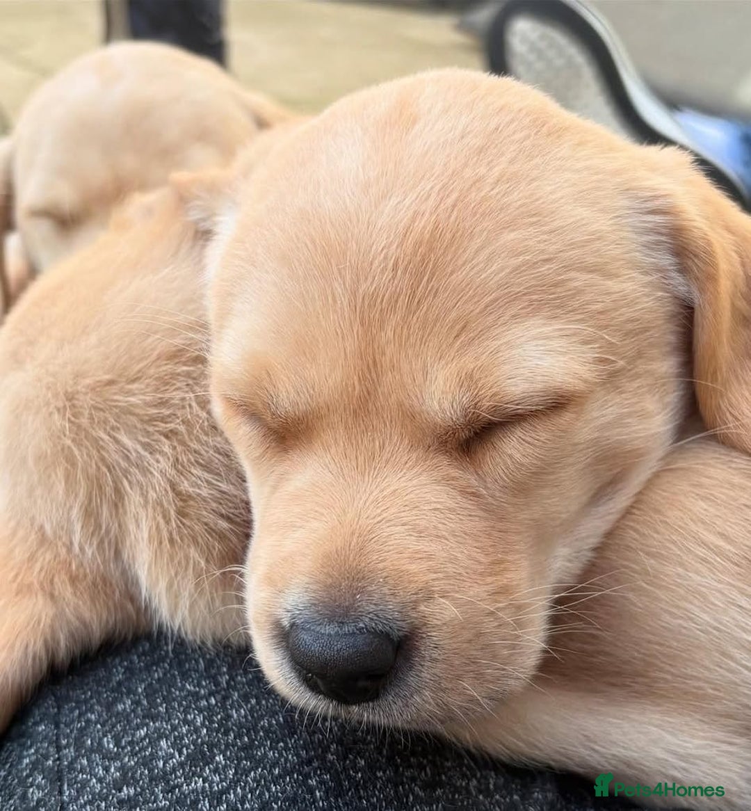 Labrador Retriever dogs for sale: Labrador puppys - Image 5