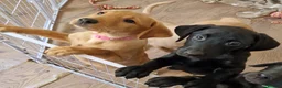 Labrador Retriever dogs for sale: Kc registered Labrador puppies  - Advert 5