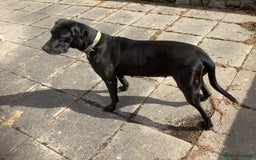 Mixed Breed dogs for sale: Great Weimar puppies  - Image 10