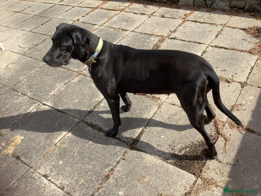 Mixed Breed dogs for sale: Great Weimar puppies  - Image 10