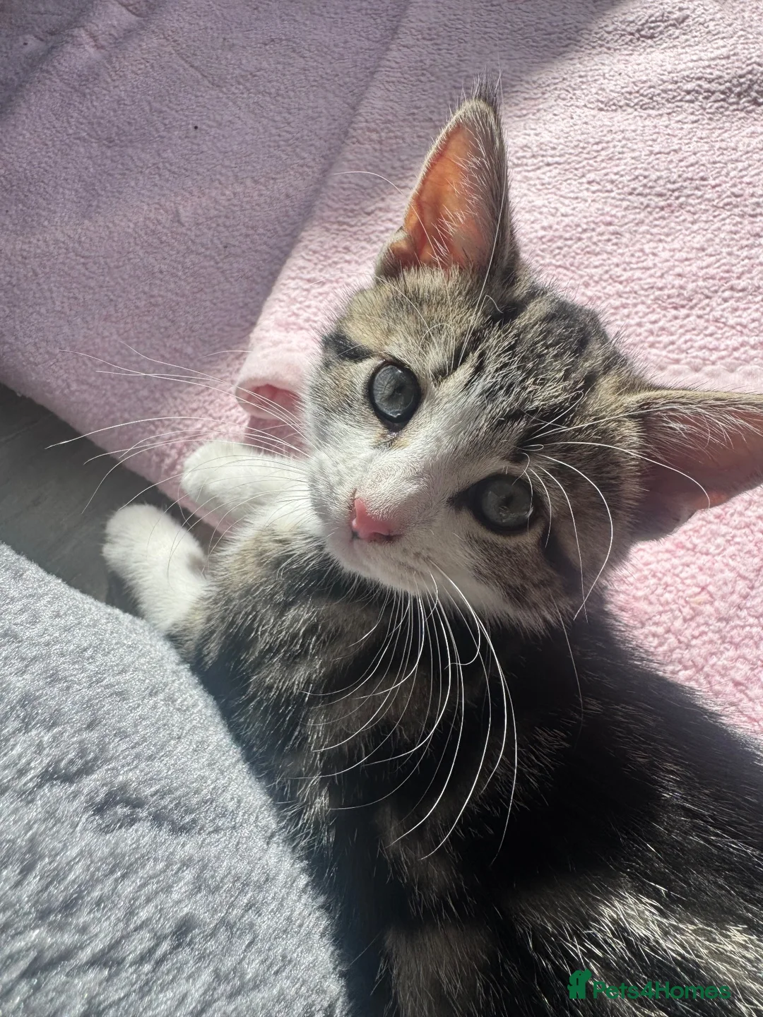 Mixed Breed cats for sale: 2 Gorgeous Female kittens available now  in Horsham - Advert 2