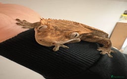 Gecko reptiles for sale: Crested Geckos - Various morphs - Ready to go - Advert 16