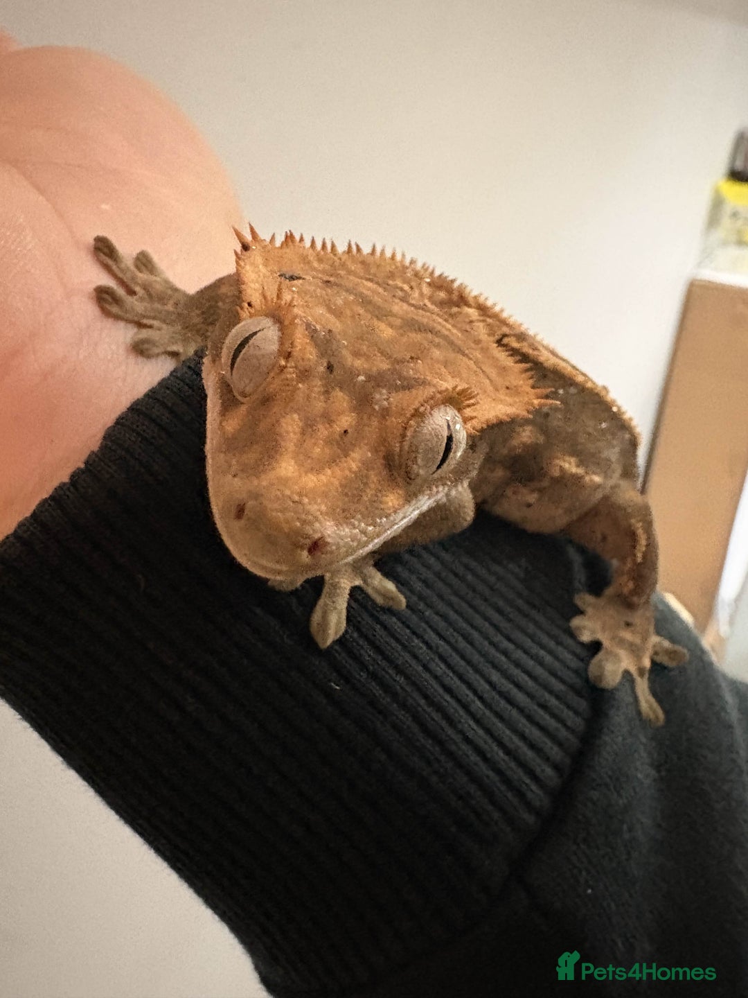 Gecko reptiles for sale: Crested Geckos - Various morphs - Ready to go - Advert 16
