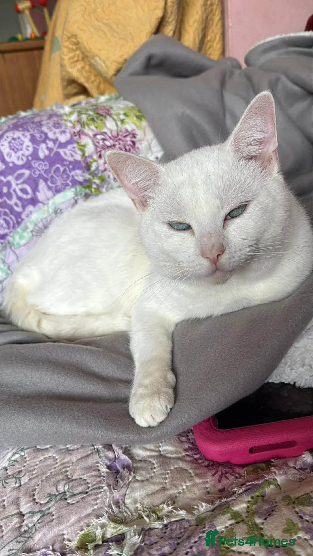 Mixed Breed cats for sale: Jax a loving cat in Hereford - Advert 3