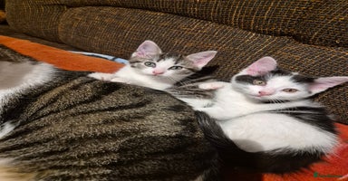 Mixed Breed cats - Advert 5