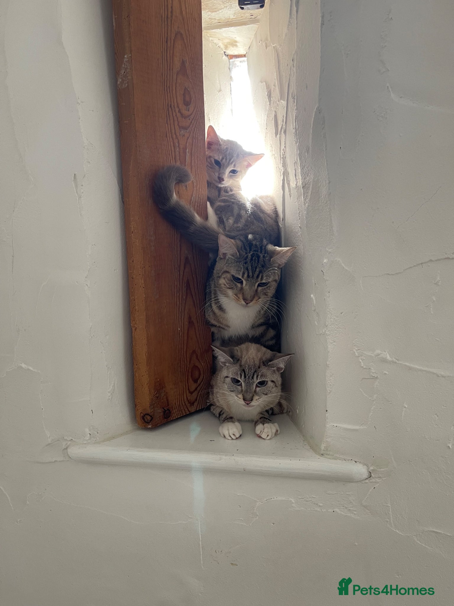 Mixed Breed cats Mixed ragdol tabbies  - Advert 2