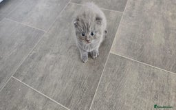 Scottish Fold cats for sale: For sale Scottish fold kitties  - Image 2