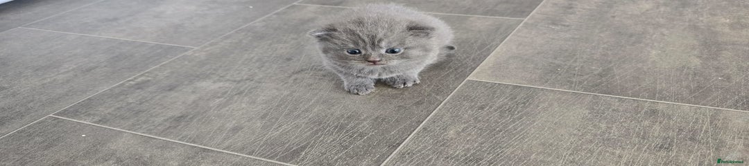 Scottish Fold Kitten 3