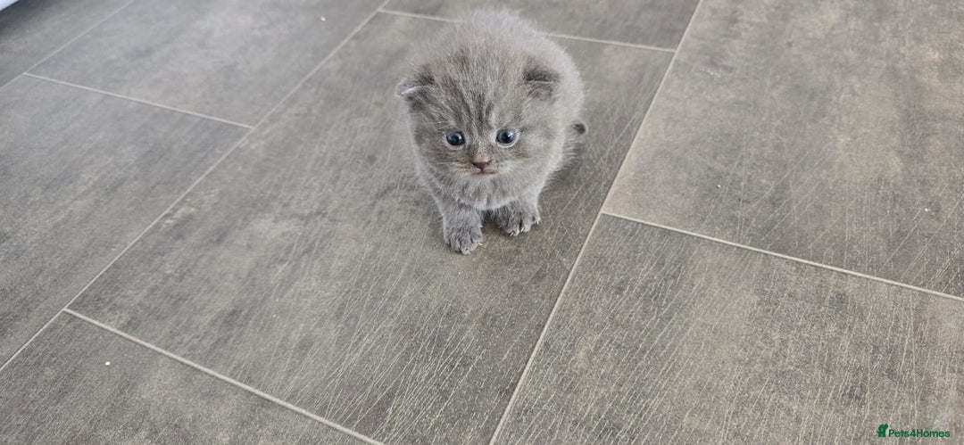 Scottish Fold cats for sale: For sale Scottish fold kitties  - Image 2