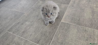 Scottish Fold cats - Advert 12