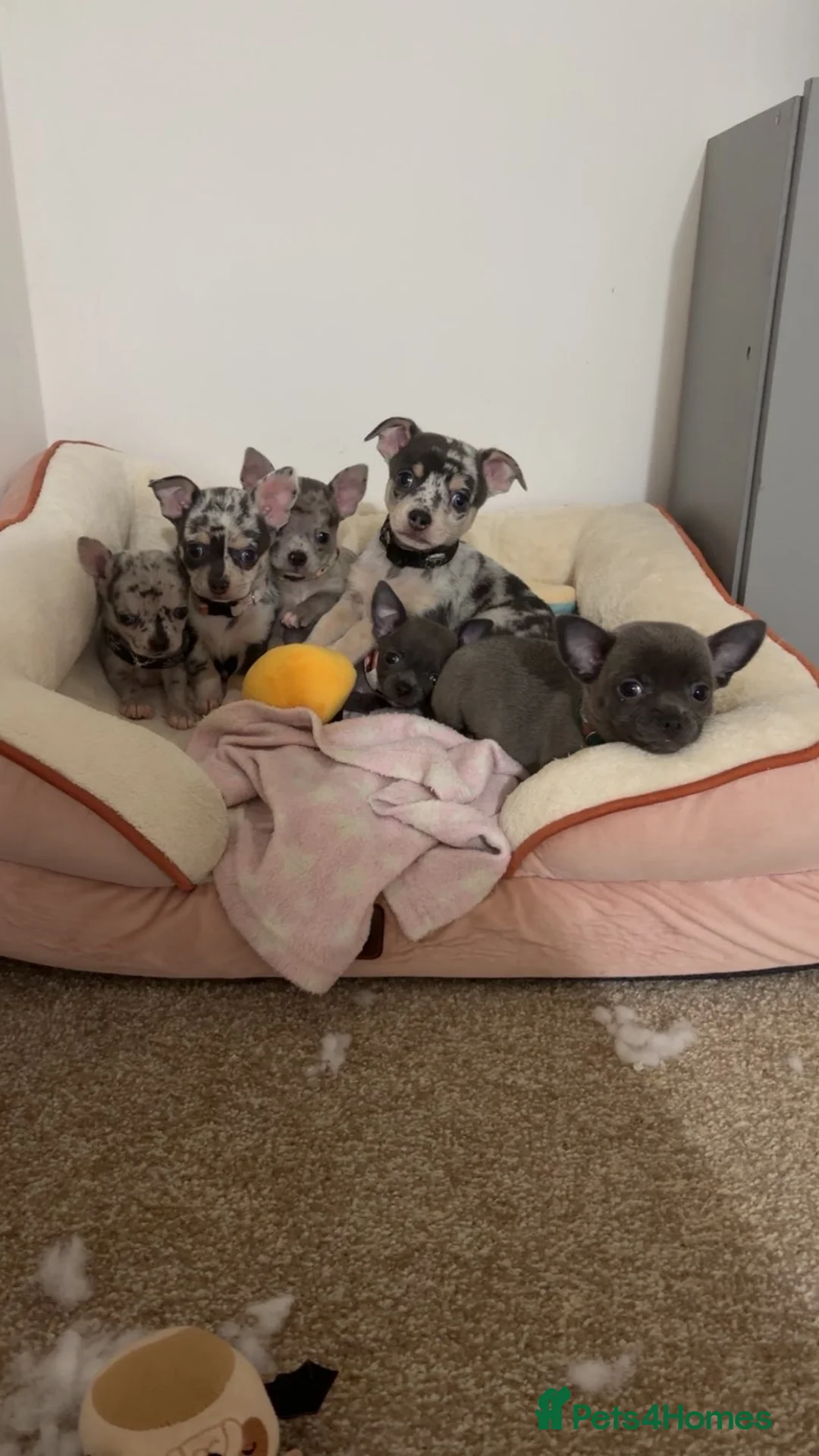 Chihuahua dogs for sale: 6 beautiful chihuahuas  - Advert 1