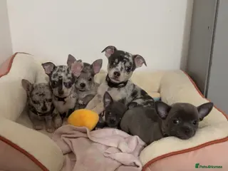 Chihuahua dogs 6 beautiful chihuahuas - Advert 18