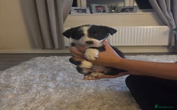 Border Collie dogs for sale: Last little boy….. will take £650 each  - Advert 3