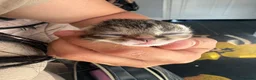 Mixed Breed cats for sale: Beautiful litter - Advert 25