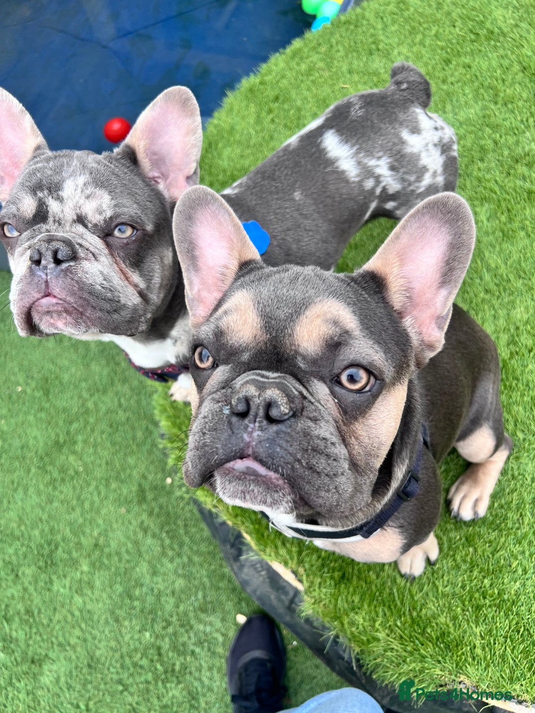 French Bulldog dogs for sale: 2 brothers for sale  - Image 3