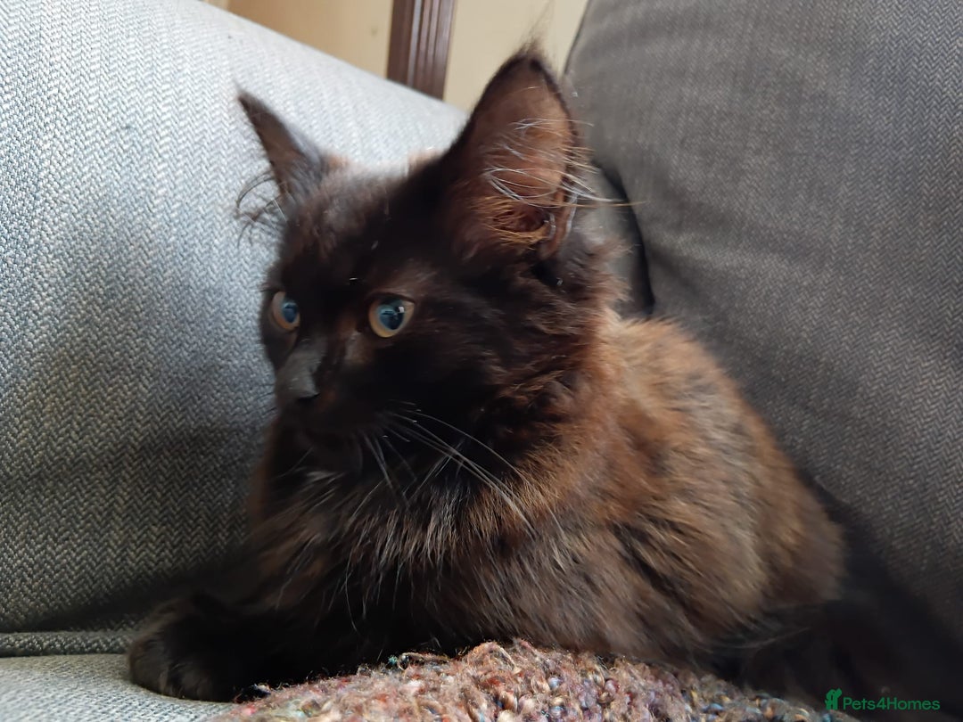 British Longhair cats for sale: Amazing fluff ball - Image 7